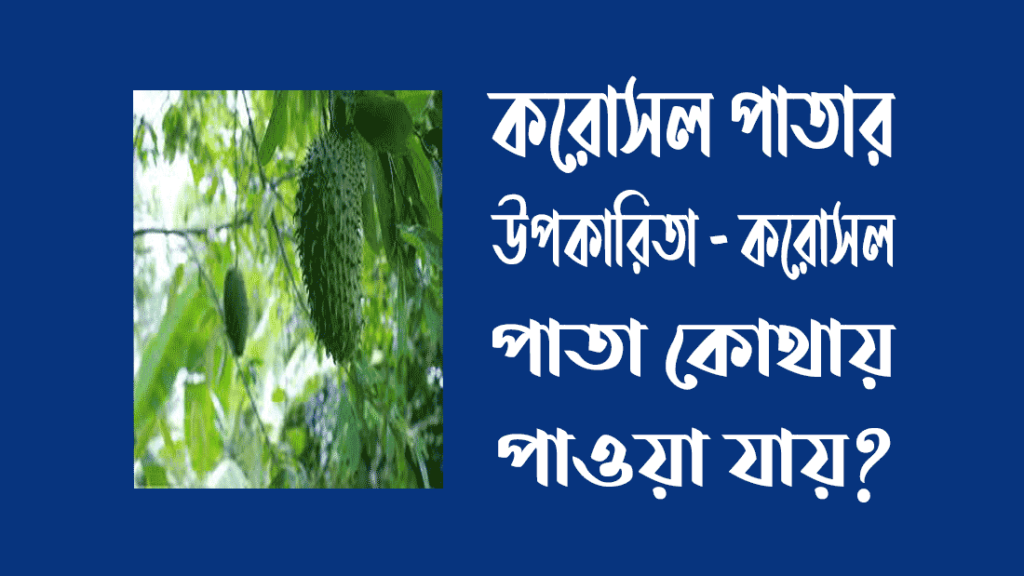 করোসল পাতার উপকারিতা – করোসল পাতা কোথায় পাওয়া যায়